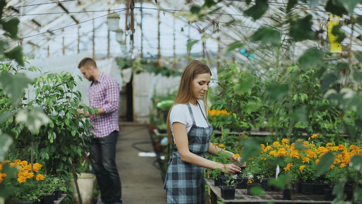 Two people tending potted plants in a greenhouse.